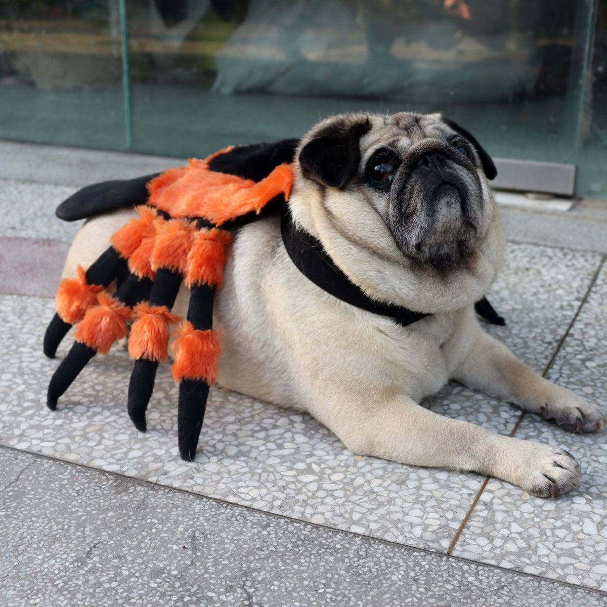 Halloween spider pet costume